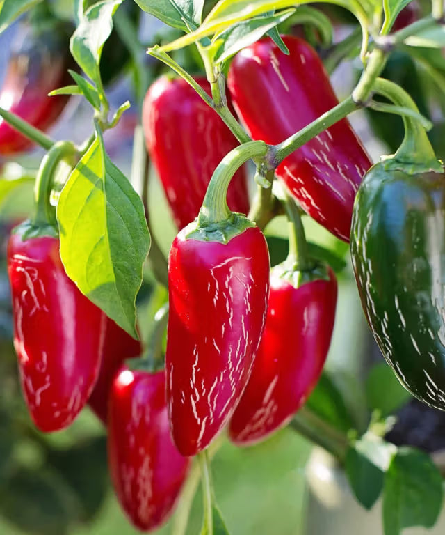 Chilli 'Jalapeno Seeds'