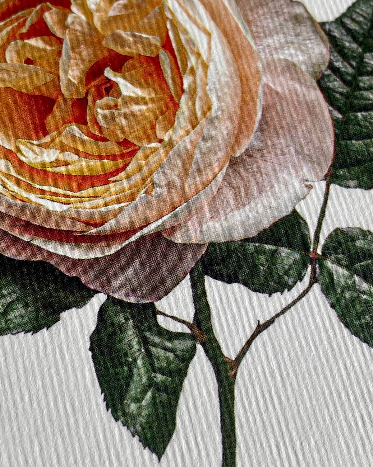 Soft Peach Rose - Greeting Card