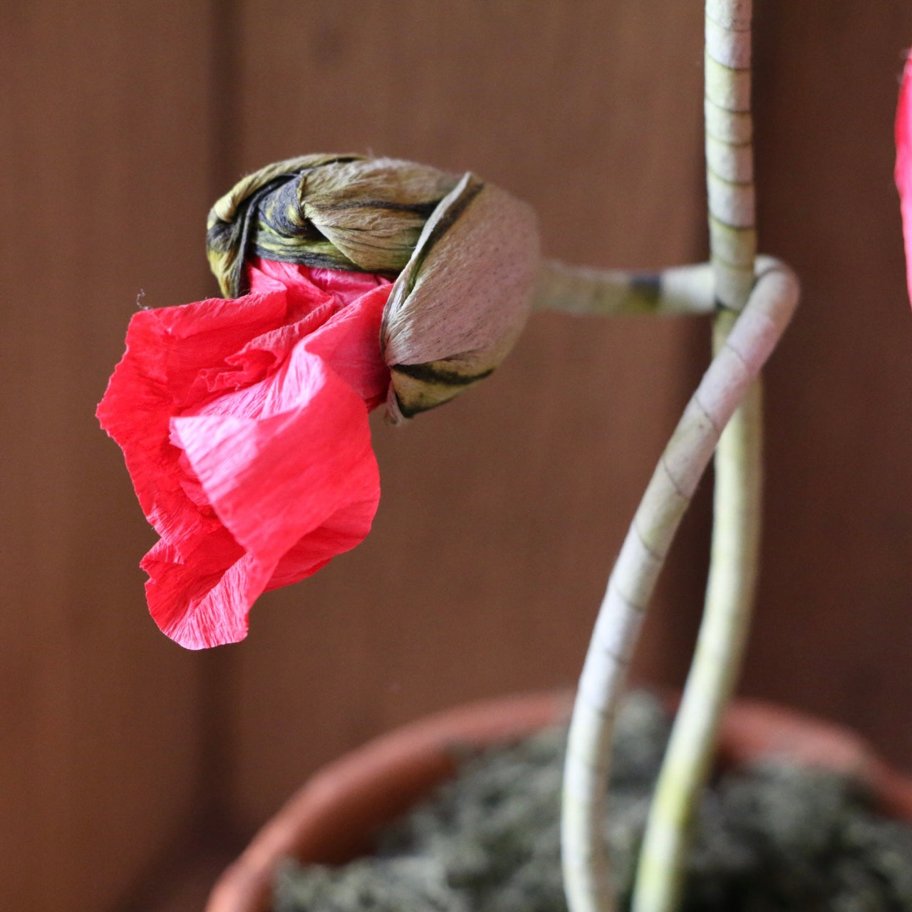 Floragami - Single poppy and Bud / Red