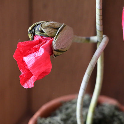 Floragami - Single poppy and Bud / Red