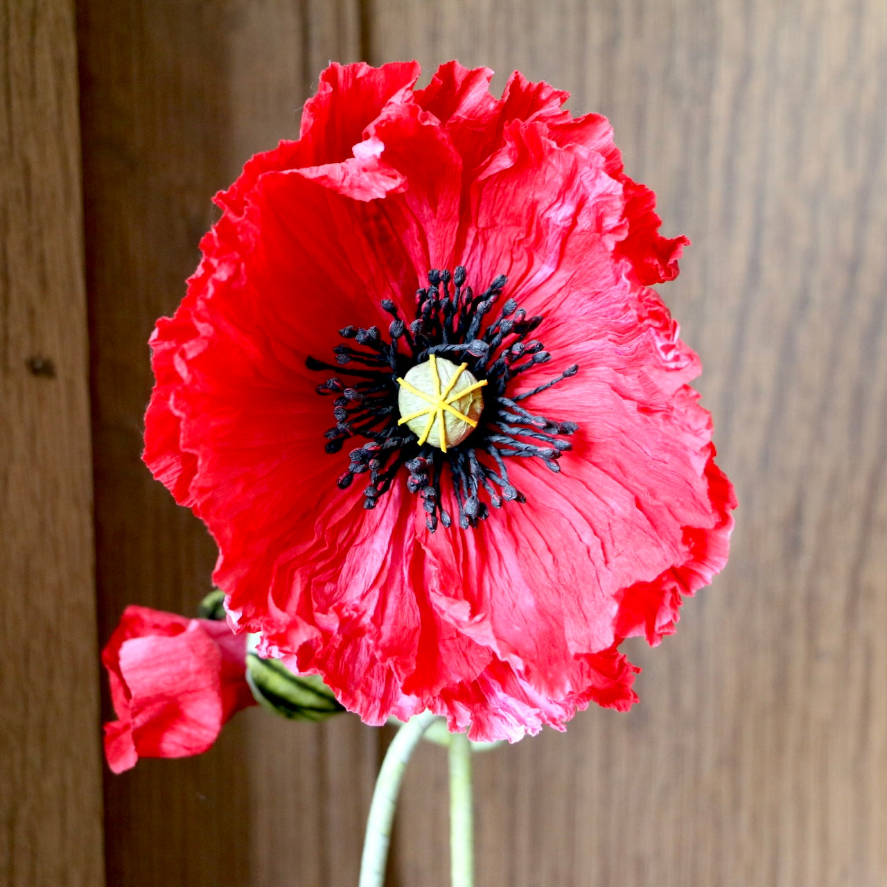 Floragami - Single poppy and Bud / Red