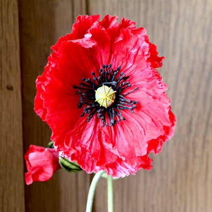 Floragami - Single poppy and Bud / Red