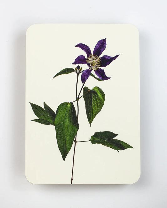Clematis - Greeting Card