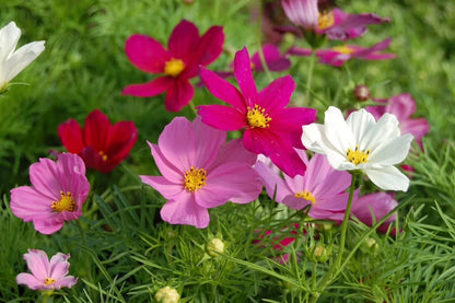 Cosmos 'Fizzy Pink' Seeds