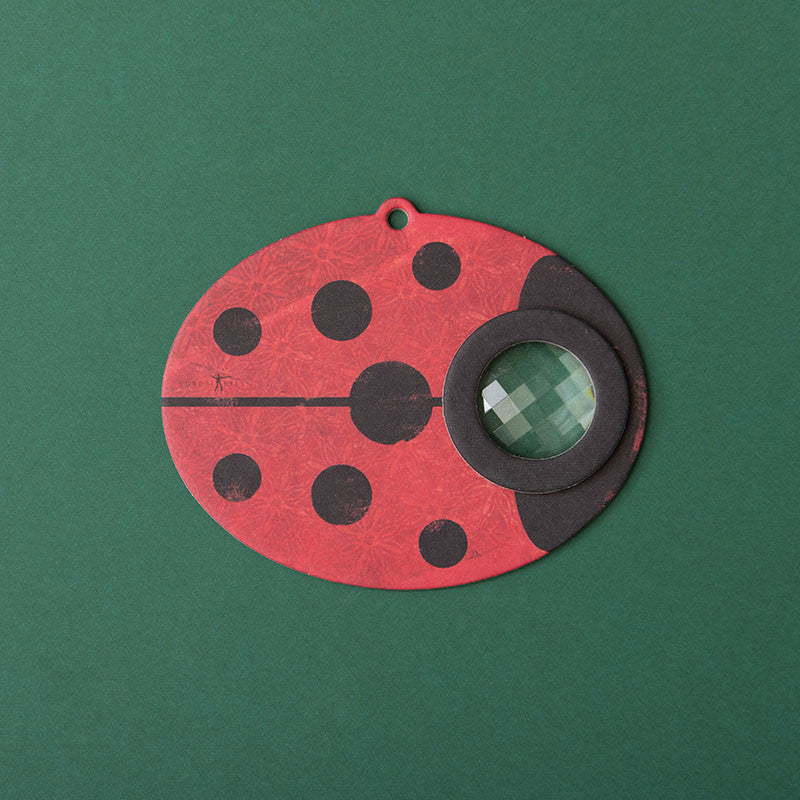 Ladybird Insect Eye