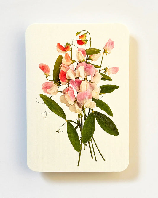 Pink Sweet Peas - Greeting Card