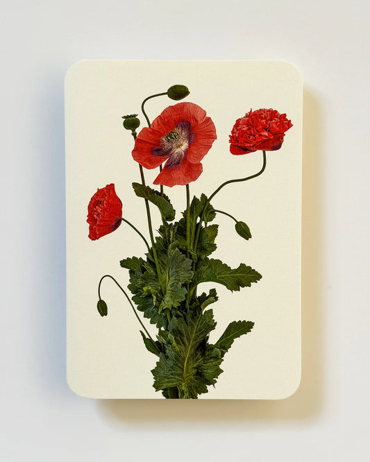 Wild Poppies - Greeting Card