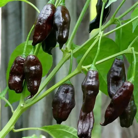 Chilli 'Machu Pichu' Seeds