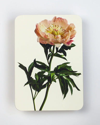 Peony - Greeting Card