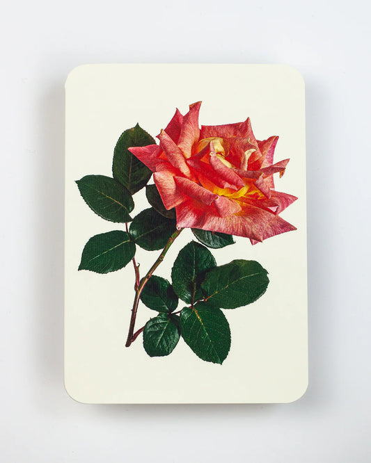 Pink and Yellow Rose - Greeting Card