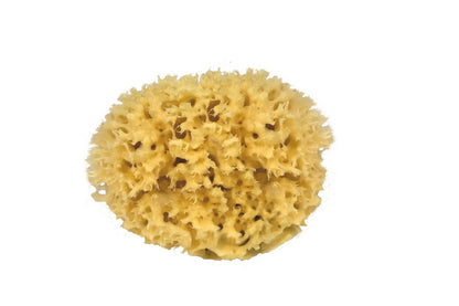 Natural Sea Sponge