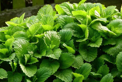 Lemon Balm Seeds