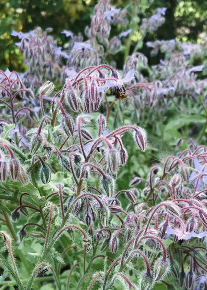 Borage Starflower Seeds