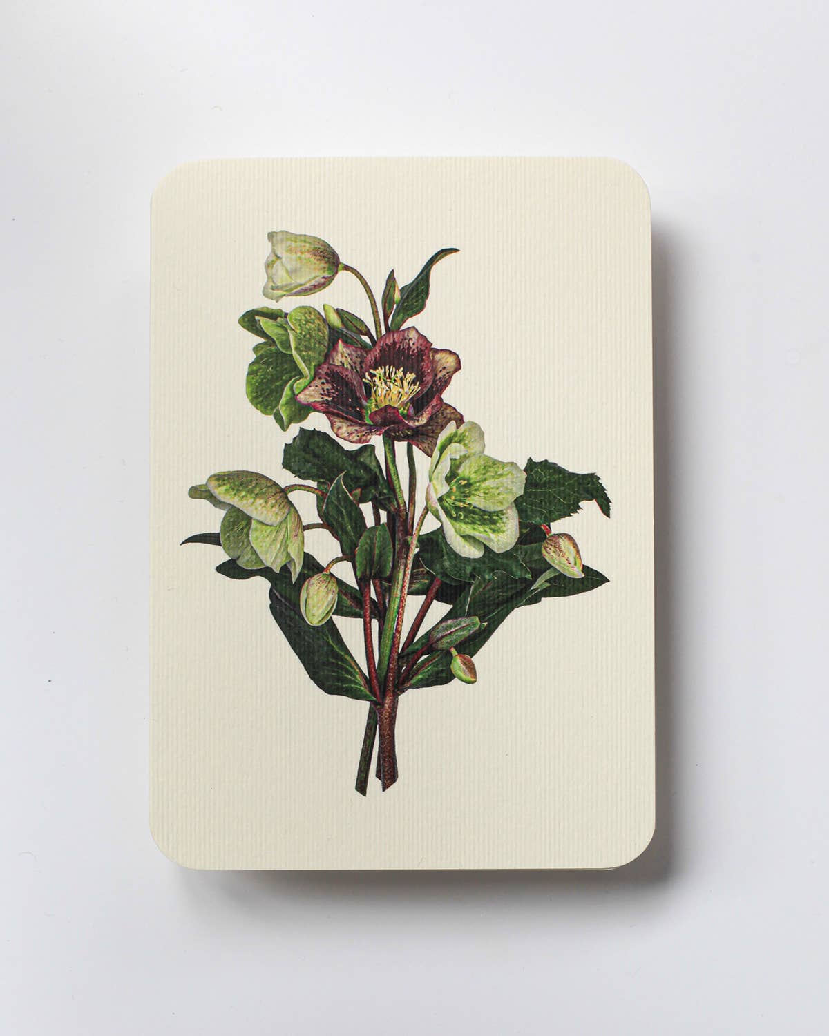 Posy of Hellebore Greeting Card | Birthday Card