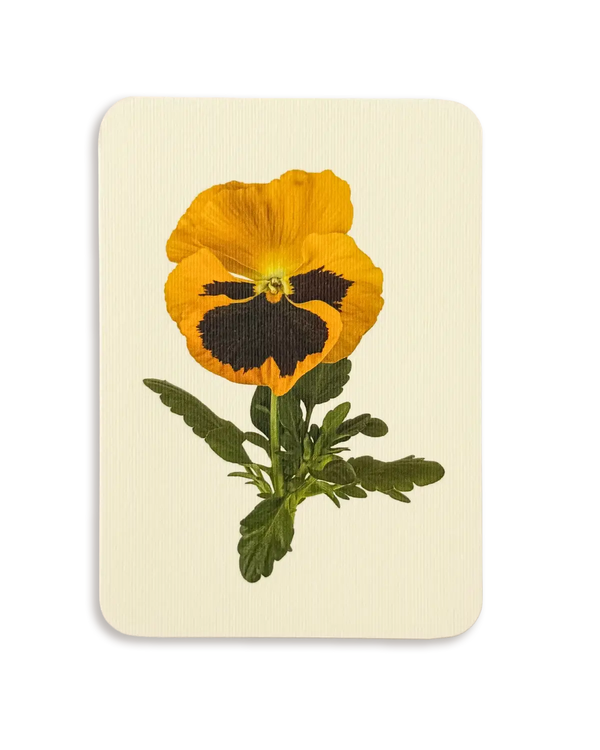 Yellow Pansy Greeting Card - Greeting Card