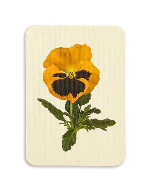 Yellow Pansy Greeting Card - Greeting Card
