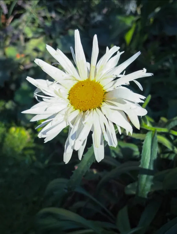 Crazy Daisy Seeds