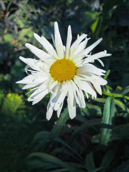 Crazy Daisy Seeds