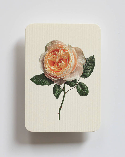 Soft Peach Rose - Greeting Card