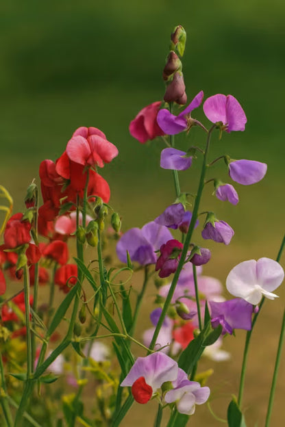 Sweet Pea 'Royal Family' Seeds