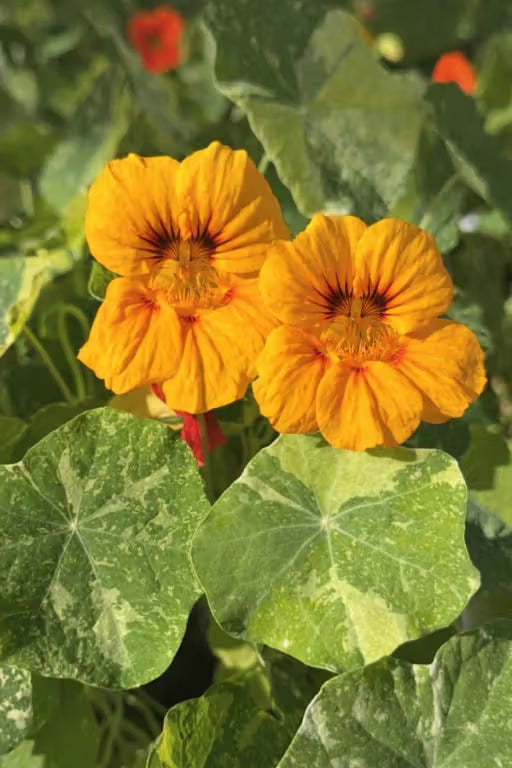Nasturtium 'Tom Thumb Alaska' Seeds