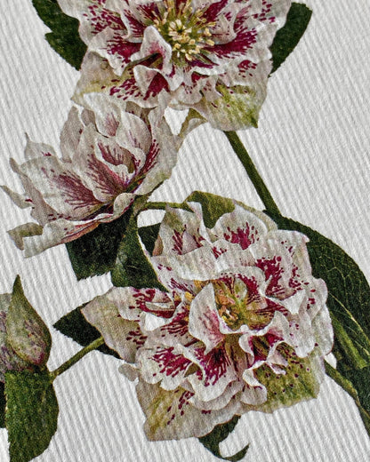 Hellebore - Greeting Card