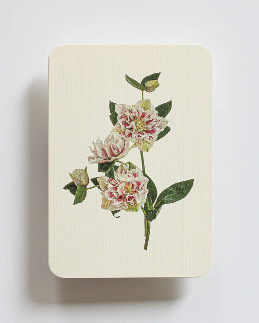 Hellebore - Greeting Card